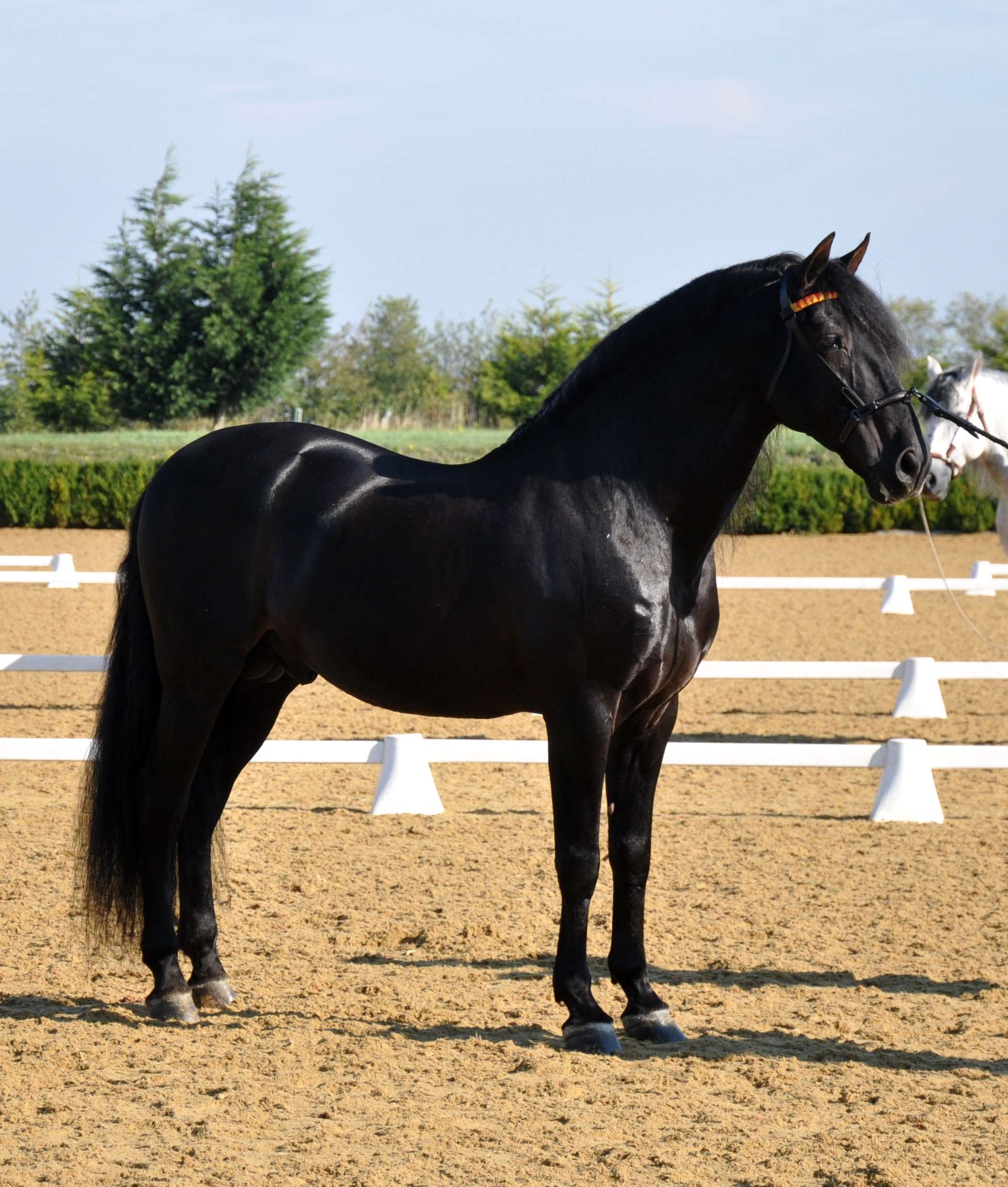 Habanero XLI Stallion
