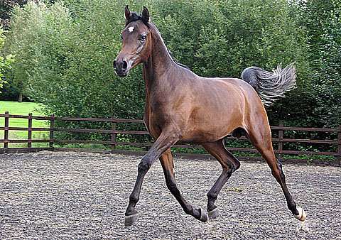 Roe Lateef Stallion