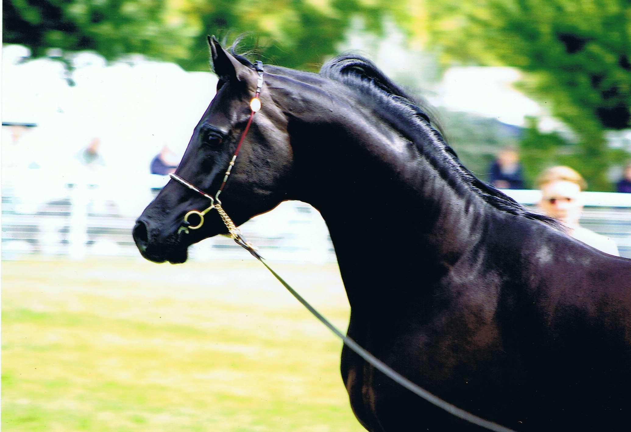 Roe Namrood Stallion