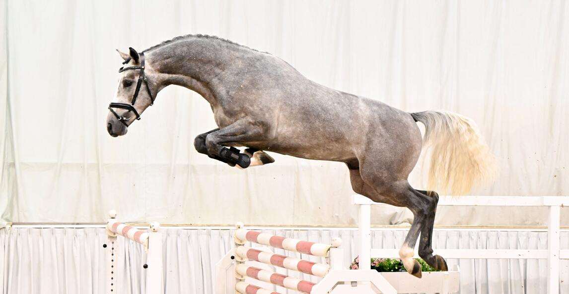 Catchuno Stallion