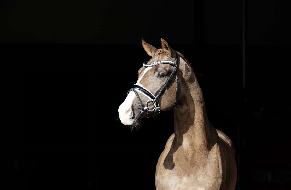 Søbakkehus First Mover  Stallion